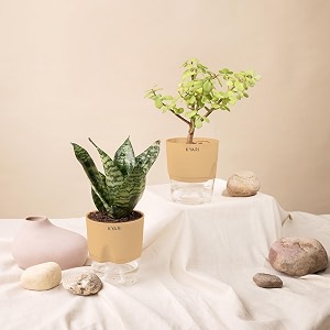 kyari sansevieria green snake-jade combo of 2 indoor plants for living room  live plants  plants with cream pot for home air purifier plants  plants for home decor  plants for garden