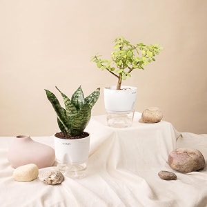 kyari sansevieria green snake-jade combo of 2 indoor plants for living room  live plants  plants with white pot for home air purifier plants  plants for home decor  plants for garden
