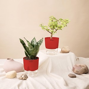 kyari sansevieria green snake-jade combo of 2 indoor plants for living room  live plants  plants with red pot for home air purifier plants  plants for home decor  plants for garden