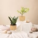 KYARI Sansevieria Green Snake-Jade Combo of 2 Indoor Plants for Living Room | Live Plants | Plants with Cream Pot for Home Air purifier plants | Plants for Home Decor | Plants for garden