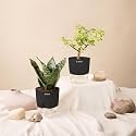 KYARI Sansevieria Green Snake-Jade Combo of 2 Indoor Plants for Living Room | Live Plants | Plants with Black Pot for Home Air purifier plants | Plants for Home Decor | Plants for garden