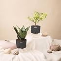 KYARI Sansevieria Green Snake-Jade Combo of 2 Indoor Plants for Living Room | Live Plants | Plants with Grey Pot for Home Air purifier plants | Plants for Home Decor | Plants for garden