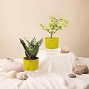 KYARI Sansevieria Green Snake-Jade Combo of 2 Indoor Plants for Living Room | Live Plants | Plants with Green Pot for Home Air purifier plants | Plants for Home Decor | Plants for garden