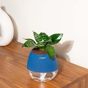 kyari sansevieria green snake live indoor plant with blue self watering pot - oval pot 4 inch