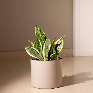 kyari sansevieria zeylanica air purifier plant with cream self watering metal pot without stand- large 8 inch