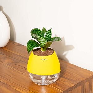 kyari sansevieria green snake live indoor plant with yellow self watering pot - oval pot 4 inch
