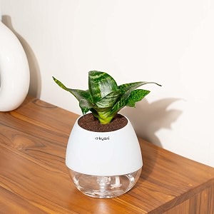 kyari sansevieria green snake live indoor plant with white self watering pot - oval pot 4 inch