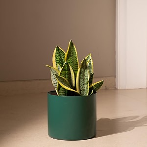 kyari sansevieria zeylanica air purifier plant with green self watering metal pot without stand- large 8 inch