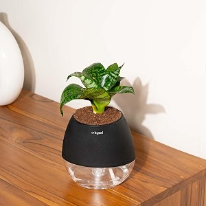 kyari sansevieria green snake live indoor plant with black self watering pot - oval pot 4 inch