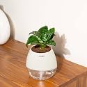 KYARI Sansevieria Zeylanica Air Purifier Plant with Black Self Watering Metal Pot without Stand- Large 8 Inch