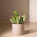 KYARI Sansevieria Zeylanica Air Purifier Plant with Cream Self Watering Metal Pot without Stand- Large 8 Inch