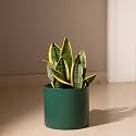 KYARI Sansevieria Zeylanica Air Purifier Plant with Green Self Watering Metal Pot without Stand- Large 8 Inch