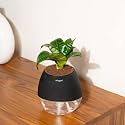 Kyari Sansevieria Green Snake Live Indoor Plant With Black Self Watering Pot - Oval Pot 4 Inch