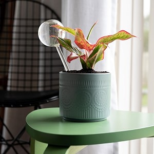 kyari self-watering globes for indoor and outdoor plants clear glass automatic watering bulbs  pack of 1