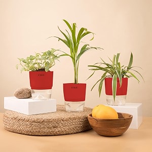 kyari spider-areca palm-fittonia pink combo of 3 indoor plants for living room  live plants  plants with red pot for home air purifier plants  plants for home decor  plants for garden