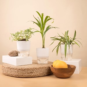 kyari spider-areca palm-fittonia pink combo of 3 indoor plants for living room  live plants  plants with white pot for home air purifier plants  plants for home decor  plants for garden