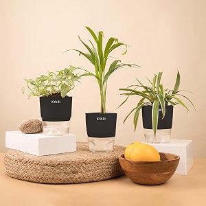 kyari spider-areca palm-fittonia pink combo of 3 indoor plants for living room  live plants  plants with black pot for home air purifier plants  plants for home decor  plants for garden