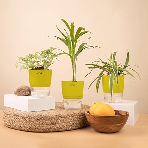 kyari spider-areca palm-fittonia pink combo of 3 indoor plants for living room  live plants  plants with green pot for home air purifier plants  plants for home decor  plants for garden