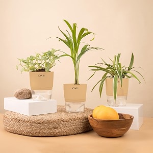 kyari spider-areca palm-fittonia pink combo of 3 indoor plants for living room  live plants  plants with cream pot for home air purifier plants  plants for home decor  plants for garden
