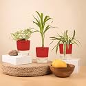 KYARI Spider-Areca Palm-Fittonia Pink Combo of 3 Indoor Plants for Living Room | Live Plants | Plants with Red Pot for Home Air purifier plants | Plants for Home Decor | Plants for garden