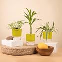 KYARI Spider-Areca Palm-Fittonia Pink Combo of 3 Indoor Plants for Living Room | Live Plants | Plants with Green Pot for Home Air purifier plants | Plants for Home Decor | Plants for garden