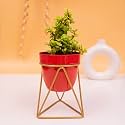 KYARI Vanessa Red Triangular, Metal Oblong Pots &amp; Planters Pack of 1