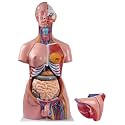 Labcare Anatomical Life Size (Magnetic Parts) Unisex Human Torso Model in 24 Parts with Interchangeable Reproductive System in Fiber Glass Material. 85 cm length