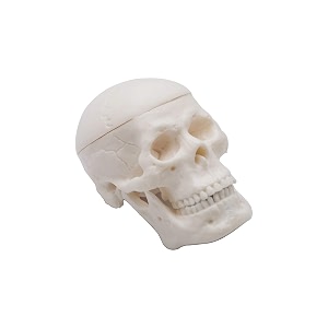 micro skull model 14 size 3-part human skull anatomy model for medical students detailed skeleton head for study amp teaching compact amp portable educational tool