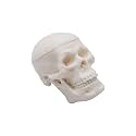 Micro Skull Model 1/4 Size, 3-Part Human Skull Anatomy Model for Medical Students, Detailed Skeleton Head for Study & Teaching, Compact & Portable Educational Tool