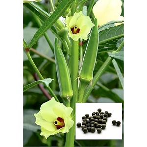 lady finger seeds okrabhindi  high germination for home kitchen garden amp farm growing pack of 100 seed with 20 free marigold seeds