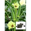 Lady Finger Seeds (Okra/Bhindi) – High Germination for Home Kitchen Garden &amp; Farm Growing (Pack Of 100+ Seed) With 20+ Free Marigold Seeds