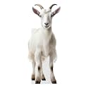 Lamb - Life Size Cardboard Cutout Standup People with Support Standee | Animals -