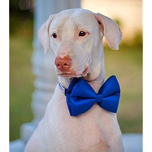 lana paws royal blue silk dog bow tiebowtiedog gifts s-m 1 count