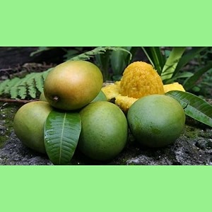 Langra mango live plant grafted Hybrid Size