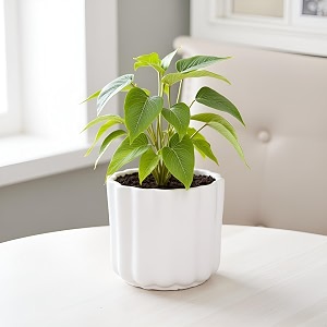 Lasaki Flona White HT Ceramic Pots for