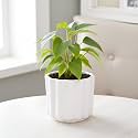 Lasaki Flona White HT Ceramic Pots for