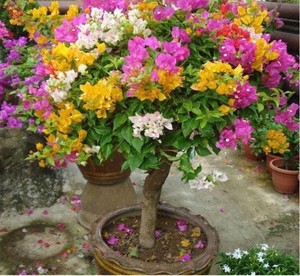 LeafLinks Bougainvillea Plant sapling