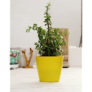 leafy tales button jade live plant in yellow plastic pot feng shui plant