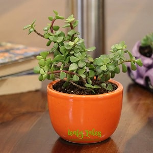 leafy tales button jade live plant in orange ceramic urn pot