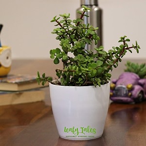 leafy tales button jade live plant in white plastic pot feng shui plant