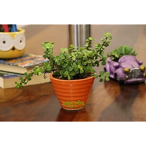 leafy tales button jade live plant in orange ceramic conical pot