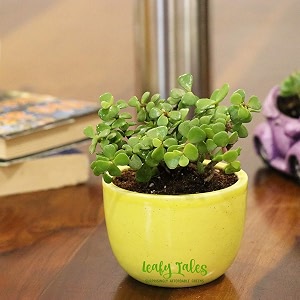 leafy tales button jade live plant in yellow ceramic urn pot