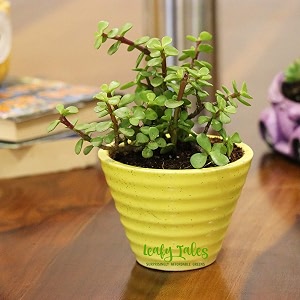 leafy tales button jade live plant in yellow ceramic conical pot