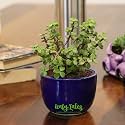 Leafy Tales Button Jade Live Plant in Blue Ceramic Urn Pot