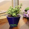 Leafy Tales Button Jade Live Plant in Blue Ceramic Conical Pot