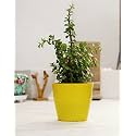 Leafy Tales Button Jade Live Plant in Yellow Plastic Pot, Feng Shui Plant