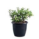 Leafy Tales Button Jade Live Plant in Black Plastic Pot, Feng Shui Plant
