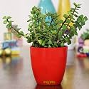 Leafy Tales Button Jade Live Plant in Red Plastic Pot, Feng Shui Plant