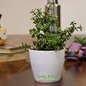 Leafy Tales Button Jade Live Plant in White Plastic Pot, Feng Shui Plant