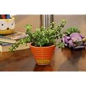 Leafy Tales Button Jade Live Plant in Orange Ceramic Conical Pot